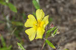 Georgia frostweed